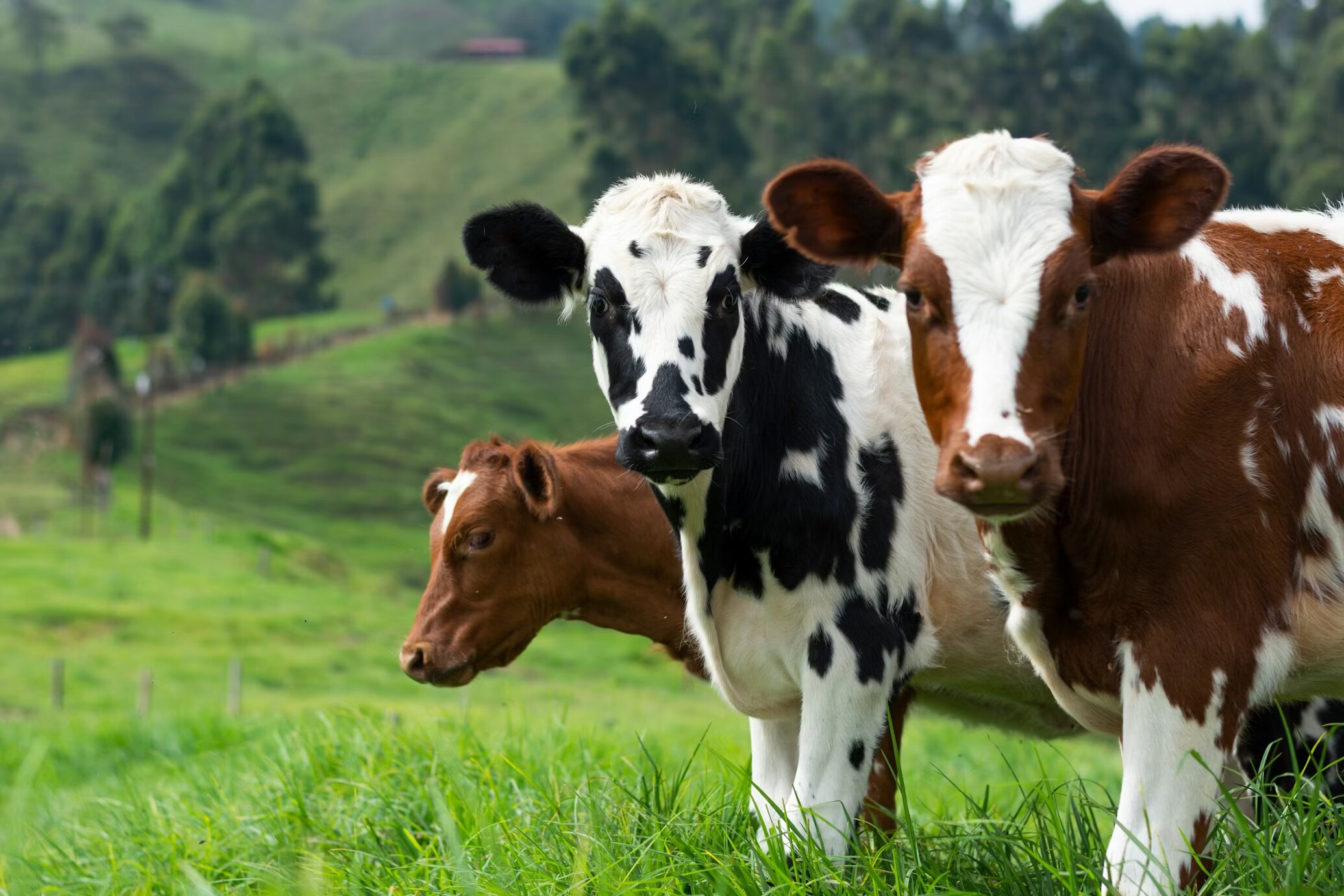 Dairy farm team reviewing cow records and herd activity
