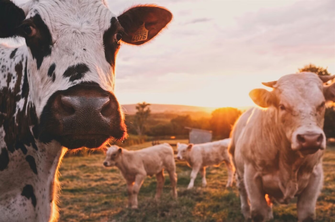 Dairy feed efficiency and smart rationing dashboard